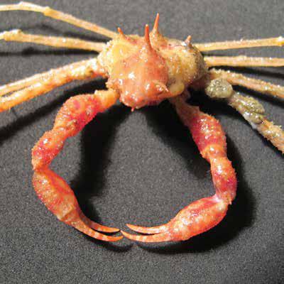 Macropodia formosa (MacFor) Brachyura Inachidae Macropodia formosa Cape long-legged spider crab 45 mm 20 mm Carapace pear-shaped, with single long erect spine in gastric region and another on cardiac