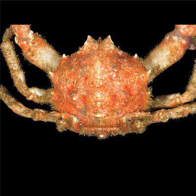 Exodromidia spinosa (ExoSpi) Brachyura Dromiidae Exodromidia spinosa Furry baboon crab Male Male Female 60 mm 35 mm Rounded crab, especially when chelipeds are held close to body.