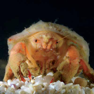 Pseudodromia rotunda (PsuRot) Brachyura Dromiidae Pseudodromia rotunda Rounded sponge crab 25 mm 10 mm Characterised by rounded, strongly convex carapace and unusualy elongate last pair of pereopods