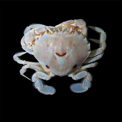 Ovalipes trimaculatus (Tssc) Brachyura Ovalipidae Ovalipes trimaculatus Three-spot swimming crab 65 mm 90 mm Carapace pink, inely granulate, front with four teeth between eyes, a tooth on upper