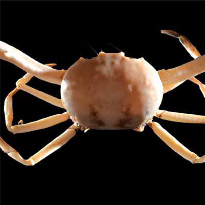 Carcinoplax longimanus (CarLon) Brachyura Goneplacidae Carcinoplax longimanus Long-arm pebble crab 115 mm 55 mm Carapace rounded, smooth, antero-lateral margin with two slight knobs behind outer