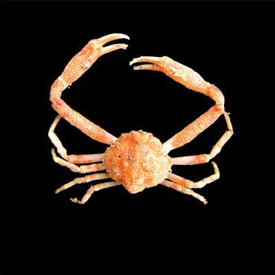 Ebalia tuberculosa (EbaTub) Brachyura Leucosiidae Ebalia tuberculosa Speckled orange crab 25 mm Very small species.