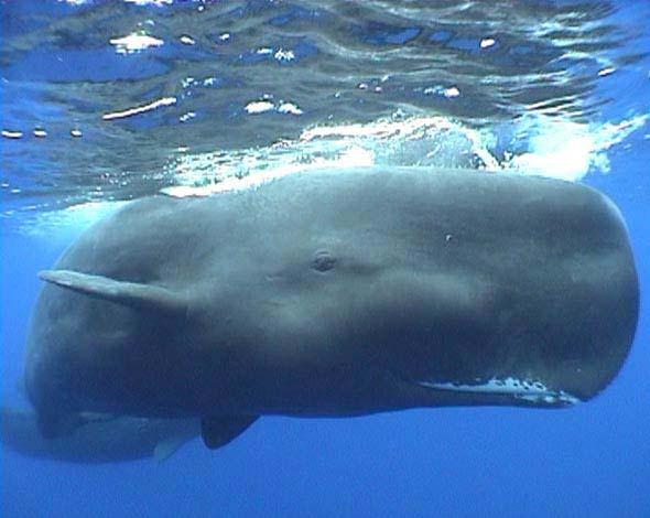 Sperm whale Other
