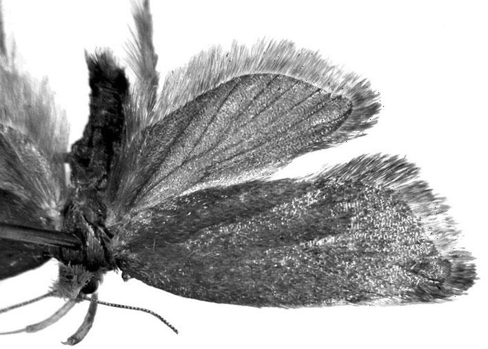 Paratype: 1 female, same data as holotype. Diagnosis.