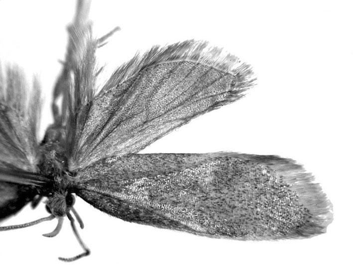 Description: Adult (Fig. 1). Wingspan 19.0 23.0 mm. Head grayish brown.