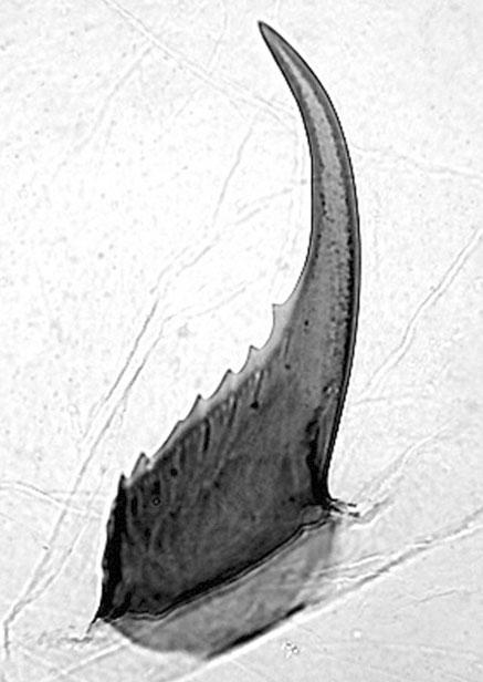 shape of gnathos. Irepacma lanceolata sp. n. (Figs 3, 7) Holotype: male, Hefeng (29.53 N, 110.