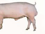 With fast growth, low feed conversion ratio and excellent carcass quality, the breed is a
