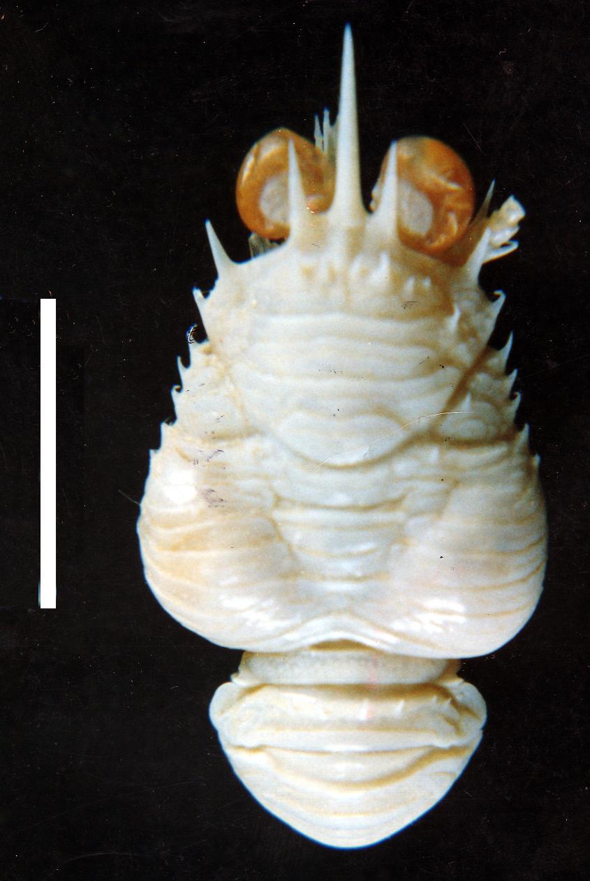 Material Examined. 1 mature female (16.3 mm), 1 mature male (4.8 mm), from right branchial chamber of Agononida incerta (host lacking, its sex and CL unknown), coll.