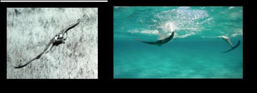 Bottlenose Dolphin Hydrodynamics Research Copyright: 2/5 Figure 1: The stress on falcon wings at the end of a