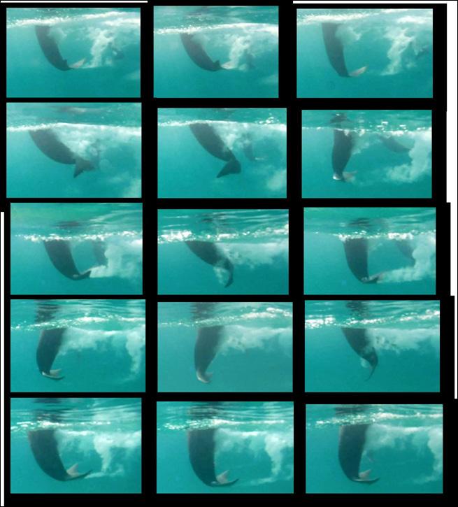 Tail fluke flexibility Images reveal a 500-pound dolphin s tail fluke flexibility at peak force during a tail