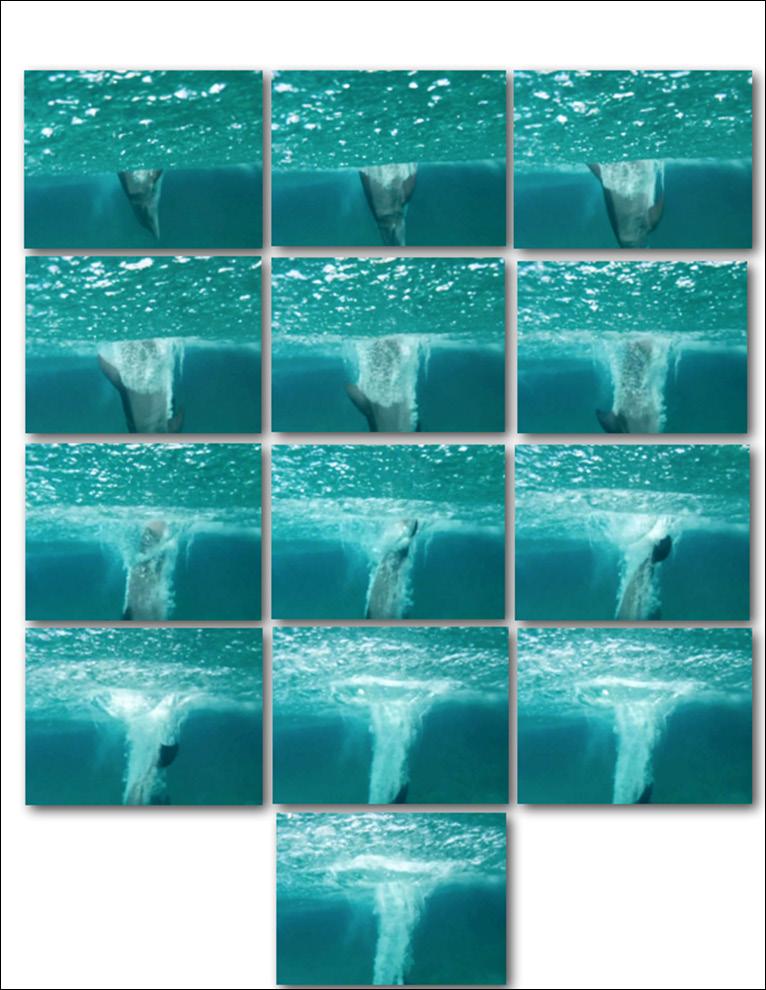 Until recently no one knew that soft flaky dolphin skin, which is shed every 2 hours, plays a vital role in reducing drag allowing dolphins to travel faster and further.
