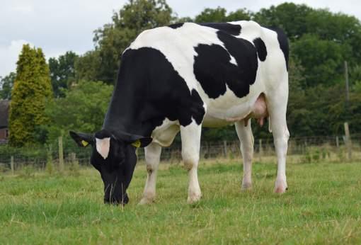 1 PROVEN SIRE - GB ONLY PROVEN SIRE FEET & LEGS UDDER HEALTH UDDER HEALTH Skyhigh LORD Glen Albyn x Breadwin x Desert Orchid HBN: 2644596 AI Code: BF15 Breed: 99% Friesian aaa: 465 Kirkby PATERSON