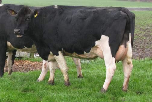 PROVEN SIRE ALSO AVAILABLE 11 TYPE Kirkby PREMIER VG87 Benloyal x Mr Frosty x Arizona HBN: 2649296 AI Code:BF121 Breed: 88% Friesian aaa: 513642 FULL DATA AVAILABLE WWW.