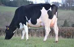 COM Big Piet ADEMA 193 EX91 Piet Adema 186 x Piet Adema 158 x Thierry HBN: 63532664941 AI Code: BF143 Breed: 1% Friesian aaa: 645 Outcross with 252 PLI and High Components