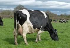 17 Wide Rear Leg Side -.48 Straight Foot Angle 1.6 Steep Fore Udder Attach 1.9 Tight Rear Udder Height 1.77 Very High Udder Support.34 Strong Udder Depth.