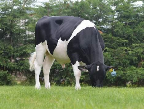 6 INCH NUMBER ONE No.1 combined fat & protein sire p.