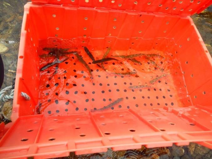 2015 data, further analysis will be carried out by the Atlantic Salmon Federation to look at the behaviour of the fish which did not reach Miramichi Bay, specifically whether fish exhibited atypical