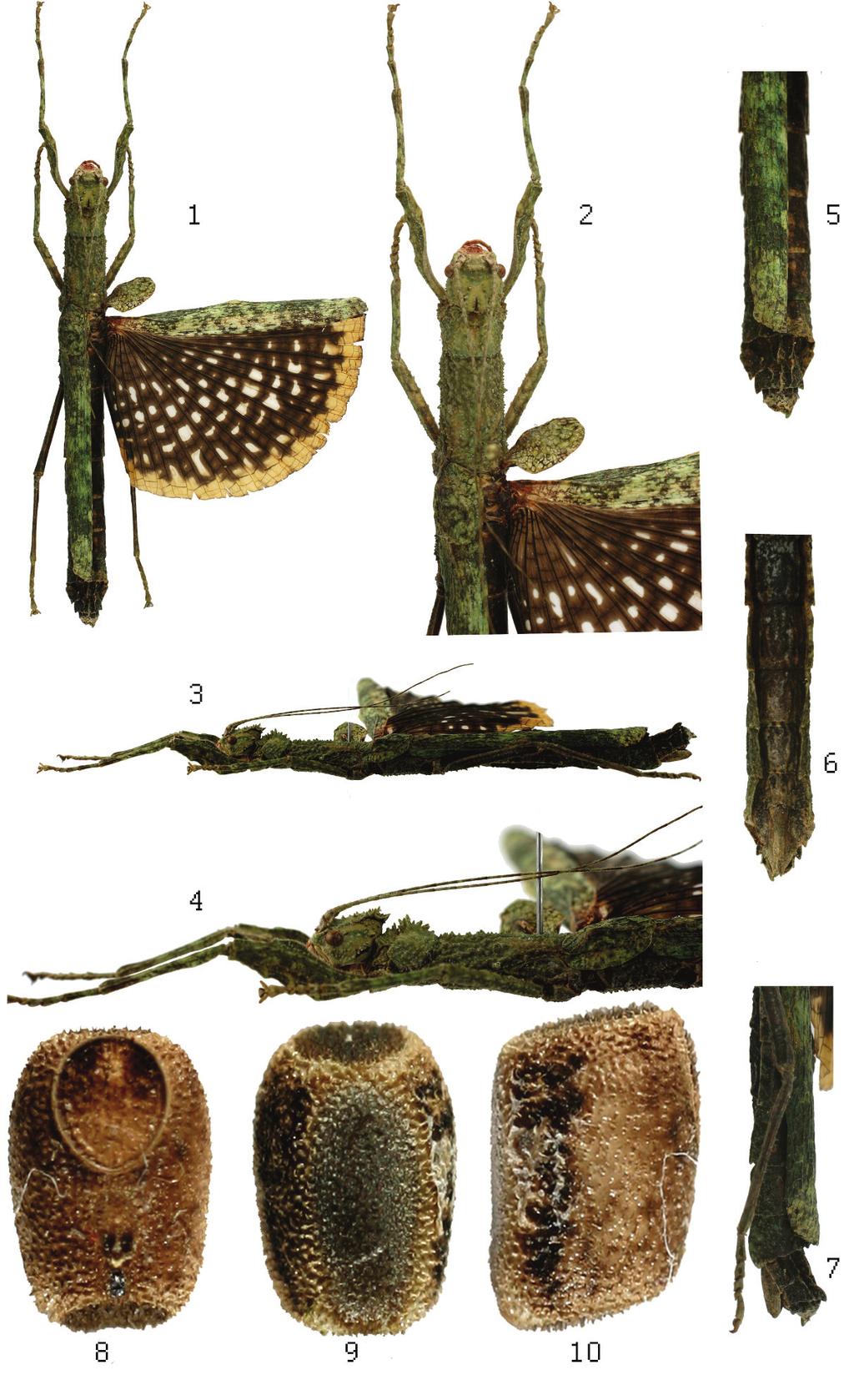 6 Polish Journal of Entomology 82 (1) Plate 1. Holotype female of Neoclides heitzmanni sp. n.