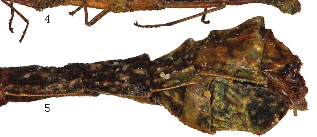thorax, dorsal view; 3 head and thorax, lateral view; 4 habitus, lateral view; 5 apex of
