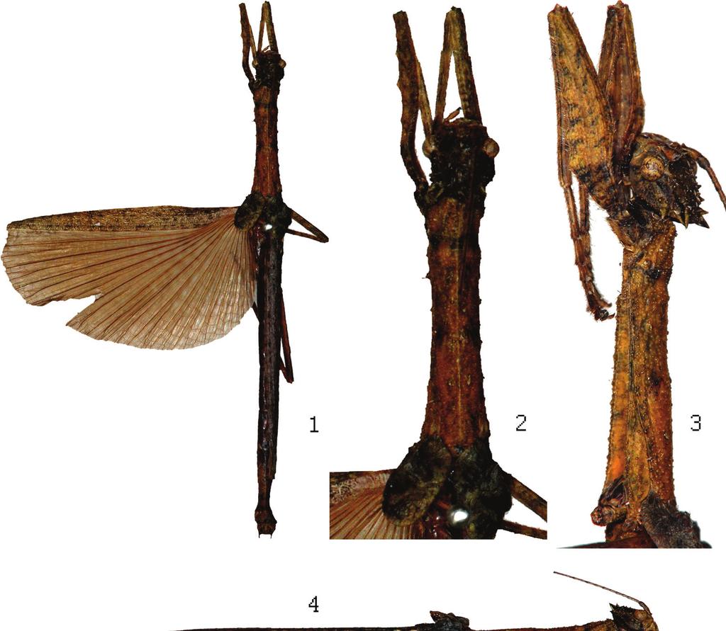 8 Polish Journal of Entomology 82 (1) Plate 3.