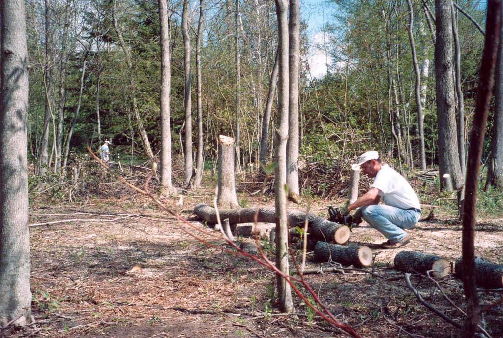 At left, I used a chain saw in the spring of 2003 to chop