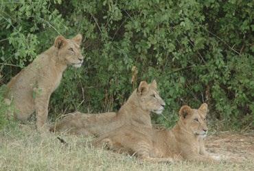 Lion Watch: Helping Bridge Tourism and Conservation After months of preparation, we launched Lion Watch, a pioneering new programme that strengthens the collaboration between the tourism community