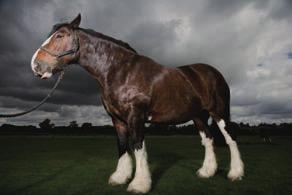 A Shire horse. 10 15 The Shire horse is descended from the European Great Horse.