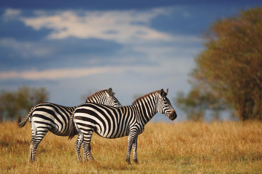 It has been suggested that zebras can recognize one another by their stripes. Fact File Grazers are animals that eat grass.