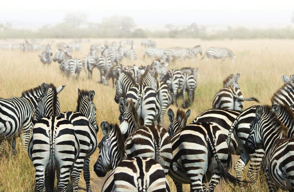 Every paragraph has a main idea. Often, but not always, the main idea is contained in a topic sentence. B-1 Identifying Main Ideas 1. Which is the main idea of paragraph 2? a. Zebra stripes act as camouflage.