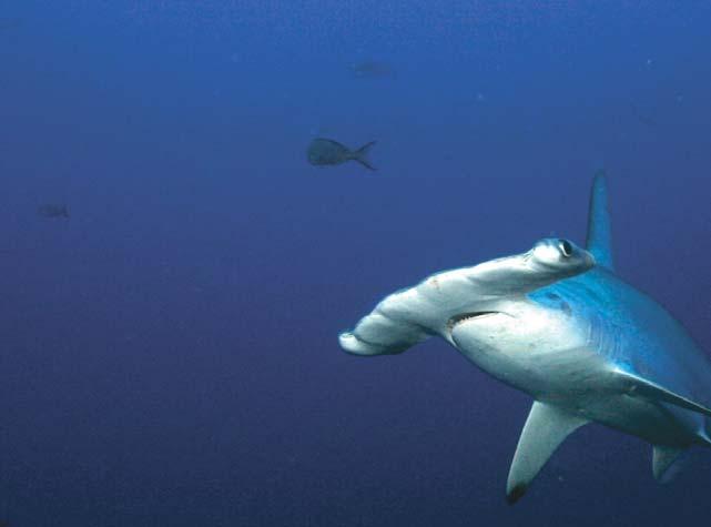 MORE DIVE SITES WITHIN REACH OF KANDOLHU RASDHOO ATOLL Hammerhead shark point Try and find the elusive hammerhead shark!