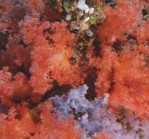 beautiful coral site on the west.