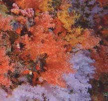 top while stunning soft corals which