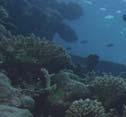 TWELVE CLASSIC DIVE SITES ACCESSIBLE FROM