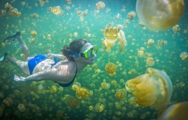 For some time, this has been offlimits as El Niño was rumored to have increased the temperature of the lake which killed all of the jellyfish.