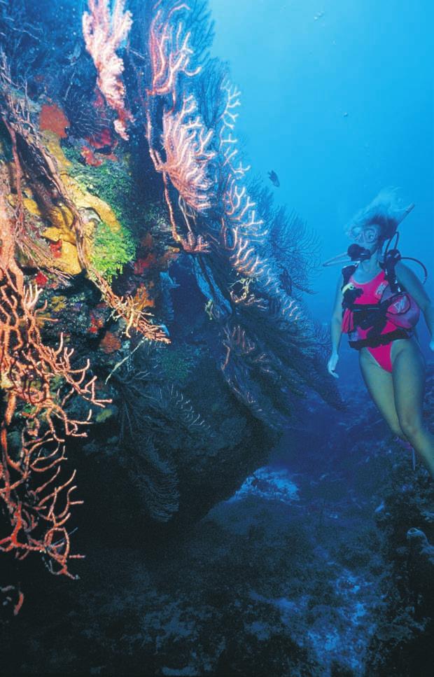 This page: A diver discovers an underwater world rimmed with coral reefs. Divers marvel at creature features like spiny lobsters and other interesting marine life. Photo courtesy of Sun Divers.