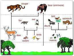 Forest Food Web Slide 142 / 212 A food web is several food chains combined in an ecosystem.