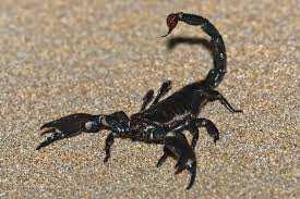 scorpion Adapting to the Desert's Heat Slide 177 / 212 When an animal is out during the day some will adapt ways to move over