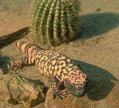 Adapting to the Desert's Heat Slide 178 / 212 Reptiles scaly