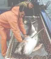 Alaskan Shark Fishing Prince William Sound