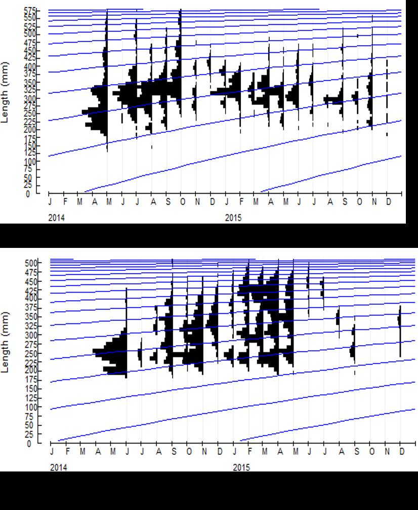 Figure 11: The Von-Bertalanffy graph plot of kawakawa (Euthynnus affinis) in Kuala Perlis 3.3.4 Mortality and exploitation rate Table 1 showed the growth parameters of kawakawa in Kuala Perlis.