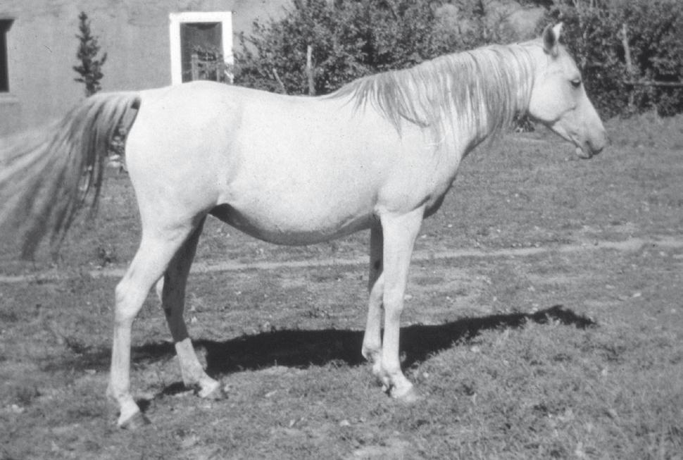 Rabanna (Rasik x Banna) heavy in foal to Ghadaf (Ribal x Gulnare) stance, Richard imported 5 Arabians from Egypt to Rancho San Ignacio in New Mexico.