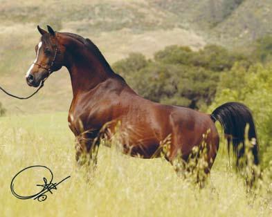 It was a joy to see beautiful Arabians living in a natural state outdoors year round, grazing over large tracts of land and drinking from streams, being horses in a heavenly setting.