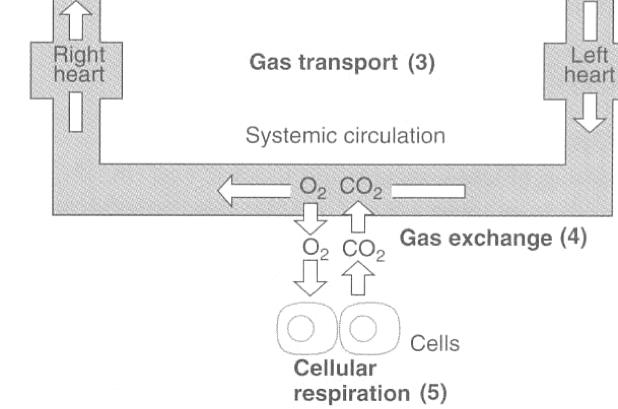 STEPS IN RESPIRATION Gas Diffusion