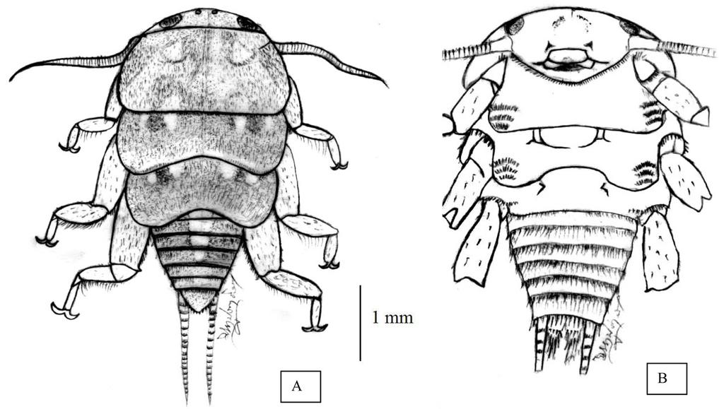Chiang Mai J. Sci. 2014; 41(1) 241 Figure 8. Cryptoperla meo, A. dorsal view; B. ventral view. Figure 9. Thoracic gills of Cryptoperla meo (lateral).