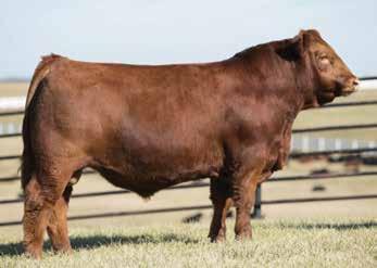 Herd-Sire Prospects MAGS HANNAH 9726W DAM OF LOTS 11 & 12 LOT 11 AUTO RED ROBIN 190D ET 11 AUTO RED ROBIN 190D ET LIM-FLEX(75) BULL HOMO POLLED (T) RED 9/18/2016 AUTO 190D LFM2122429 LVLS FARMER 4G