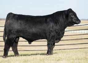 LOT 23 AUTO TOPLINE 176D ET Herd-Sire Prospects 23 AUTO CRUZE 132X AUTO SURE DEAL 149B AUTO LUCKIE TOO 423Y MAGS XYLOID AUTO ZOFIA 439Z MAGS MANUELA 25 AUTO LIBERTY 173D ET PUREBRED BULL HOMO POLLED
