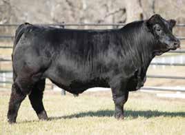 Herd-Sire Prospects LOT 26 AUTO SWEEPSTAKE 573D LOT 27 AUTO DISCOVERY 564D 26 AUTO SWEEPSTAKE 573D PUREBRED BULL HOMO POLLED (T) HOMO BLACK (T) 9/20/2016 AUTO 573D NPM2127509 MAGS XYLOPOLIST AUTO