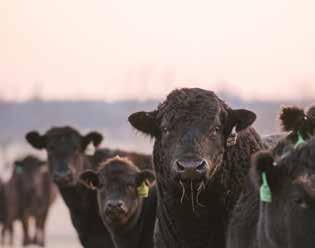 PAYMENT Cattle must be paid for at the time of the sale unless prior arrangements are made with sale management at the time of the sale at 615.330.2735. All credit cards accepted.