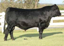 Fall Breds HBRL DELUXE PACKAGE 6114D SERVICE SIRE TO LOTS 77 & 78 Selling Choice (Lots 77 & 78) LOT 78 AUTO FANFARE 299D ET 77 AUTO BETHANY 278D ET LIM-FLEX(67) COW HOMO POLLED (T) HOMO BLACK (T)