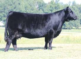30 42 60 60 25 50 60 85 75 65 80 50 >95 90 85 This is one impressive daughter of AUTO Cruze 132X. Cruze is one of the hottest purebred bulls in the entire breed.
